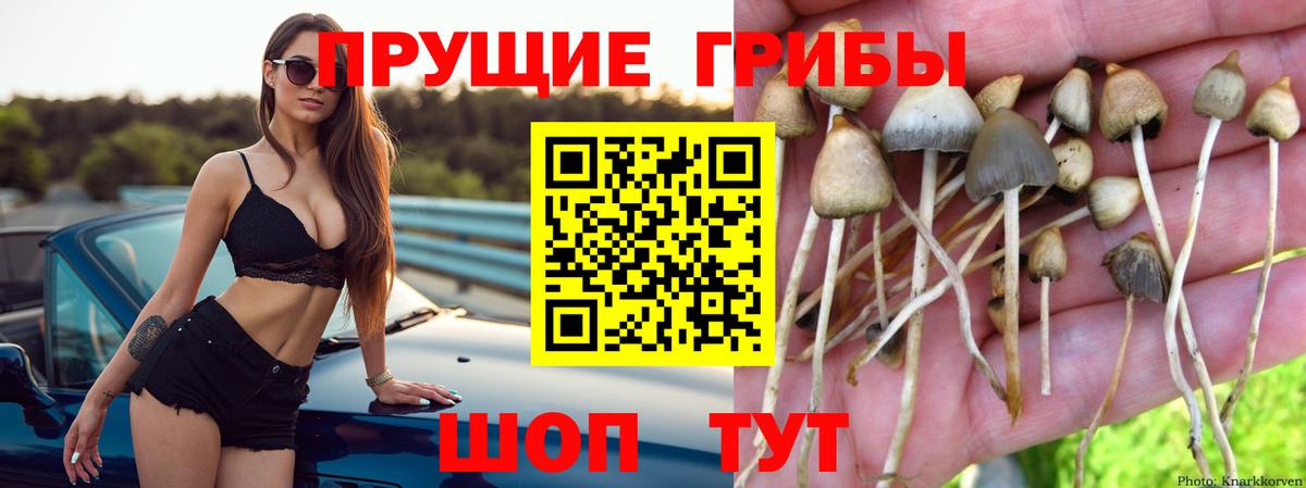 Галлюциногенные грибы GOLDEN TEACHER  Вход с VPN  Карачаевск 